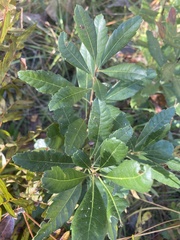 Morella caroliniensis