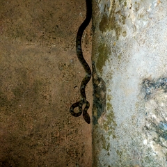 Leptodeira polysticta