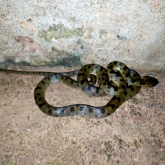 Leptodeira polysticta