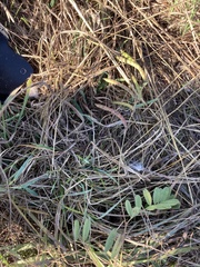 Tephrosia onobrychoides