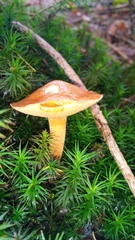 Chalciporus piperatus