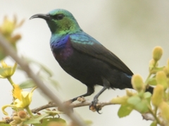 Cinnyris bifasciatus microrhynchus