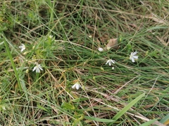 Stellaria graminea
