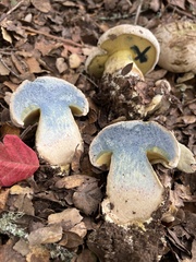 Caloboletus marshii