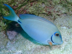 Acanthurus tractus