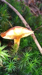 Chalciporus piperatus