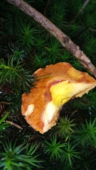 Chalciporus piperatus