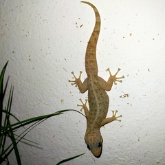 Phyllodactylus tuberculosus