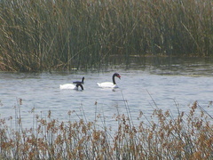 Cygnus melancoryphus