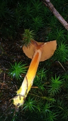 Chalciporus piperatus