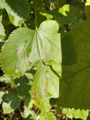Cercospora moricola