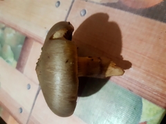 Chroogomphus rutilus