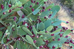 Opuntia anahuacensis