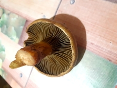 Chroogomphus rutilus