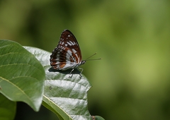 Limenitis sulpitia