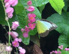 Appias lyncida vasava