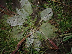Golovinomyces sordidus