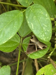 Melipotis fasciolaris