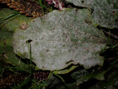 Golovinomyces sordidus