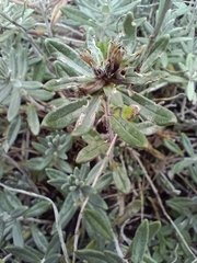 Teucrium montanum