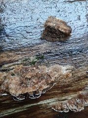 Coriolopsis gallica