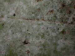 Golovinomyces sordidus