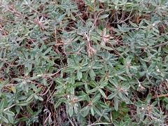 Teucrium montanum