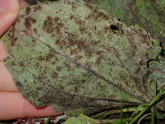 Golovinomyces sordidus