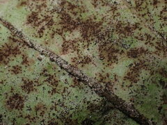 Golovinomyces sordidus