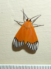 Uranophora walkeri