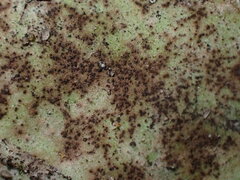 Golovinomyces sordidus