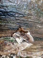 Coriolopsis gallica