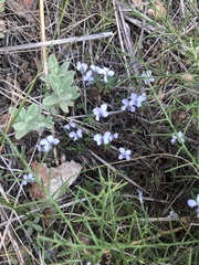 Viola arborescens