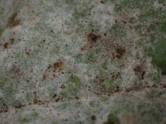 Golovinomyces sordidus