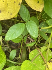 Melipotis fasciolaris