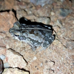Incilius marmoreus