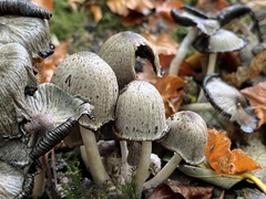 Coprinopsis atramentaria