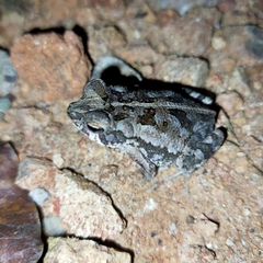 Incilius marmoreus