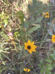 Coreopsis linifolia