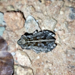 Incilius marmoreus