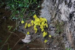 Eurema blanda