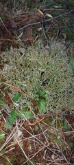 Cladonia rangiformis