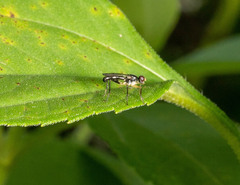 Cordilura