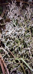 Cladonia rangiformis