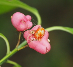 Nephopterix angustella