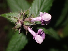 Stachys palustris