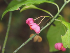 Nephopterix angustella