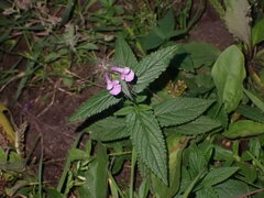 Stachys palustris