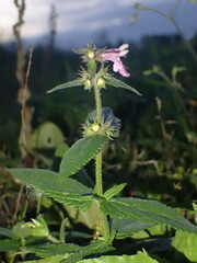 Stachys palustris