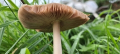 Volvopluteus gloiocephalus